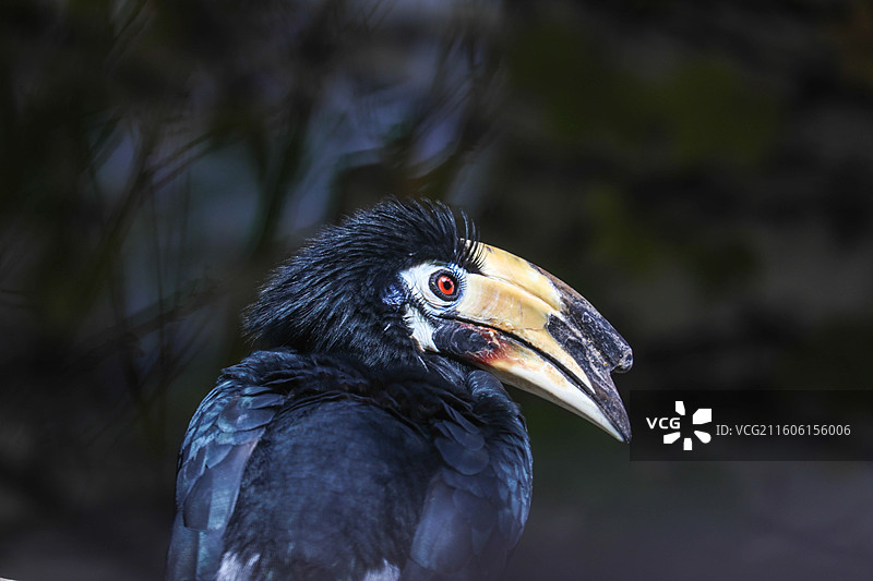 冠斑犀鸟图片素材