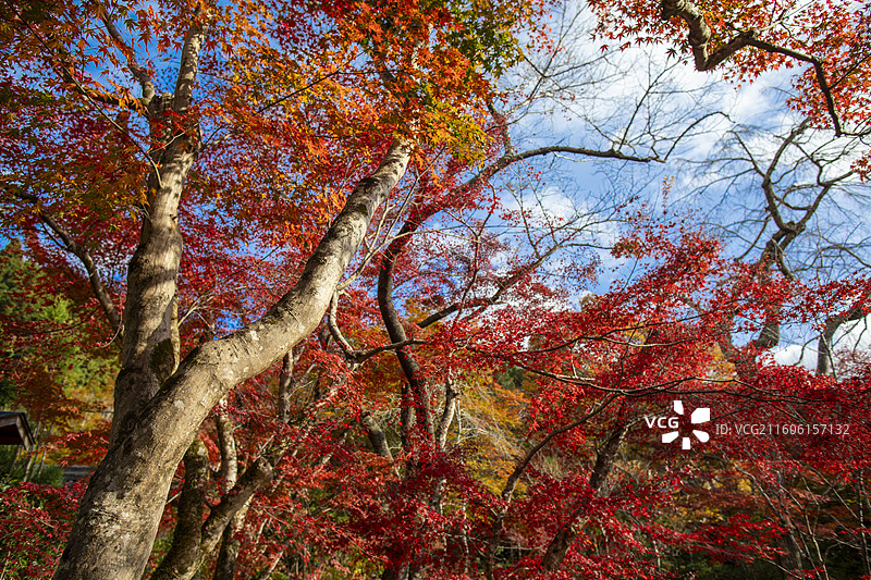 日本京都大原宝泉院的秋季风光图片素材