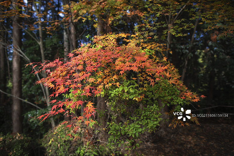 日本京都常照寺的秋季风光图片素材