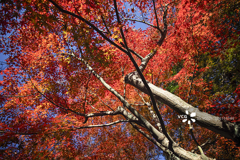 日本京都长冈天满宫的秋季风光图片素材