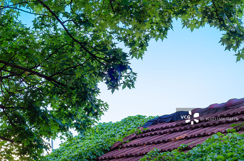 绿叶环绕的红瓦屋顶图片素材