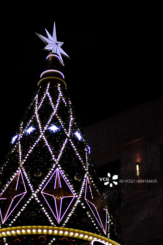 晚上的柚子和圣诞树图片素材