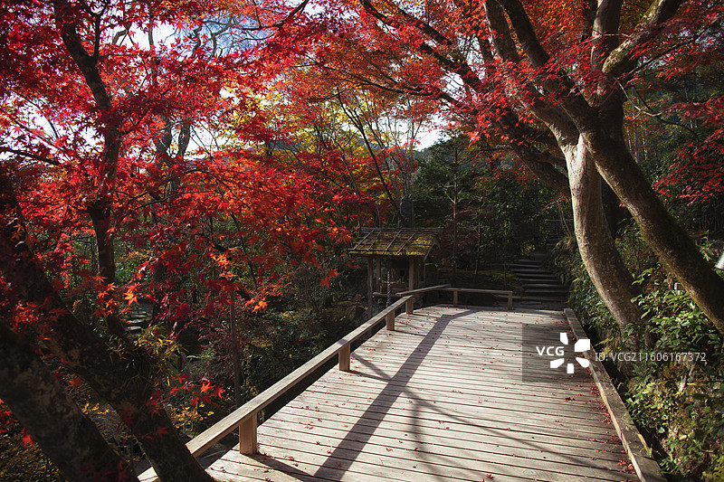 日本京都大原宝泉院的秋季风光图片素材