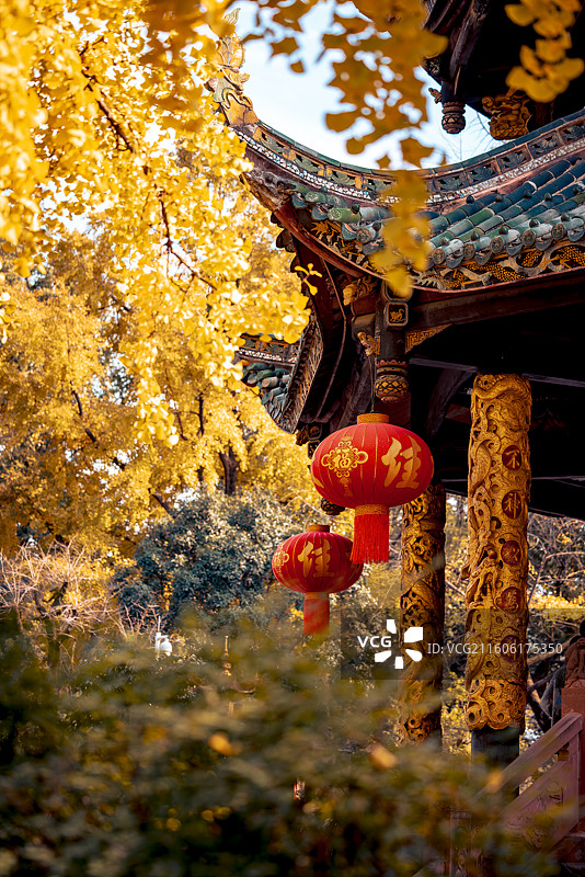 成都青羊宫银杏图片素材