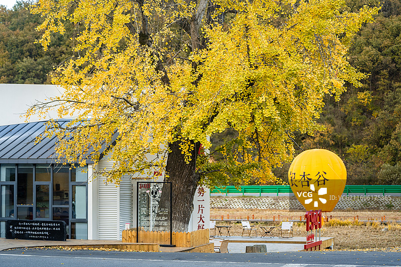 湖北随州千年银杏谷秋景  热气球 地标图片素材