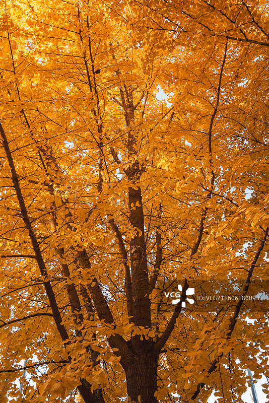 奥林匹克塔银杏图片素材