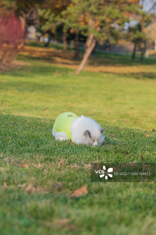 北京雁西湖公园的布偶猫和泰迪犬图片素材