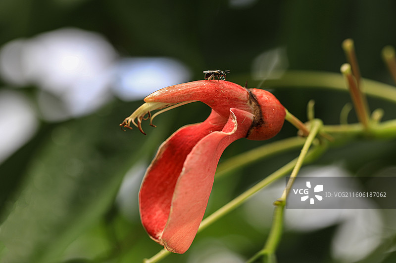 鸡冠刺桐图片素材