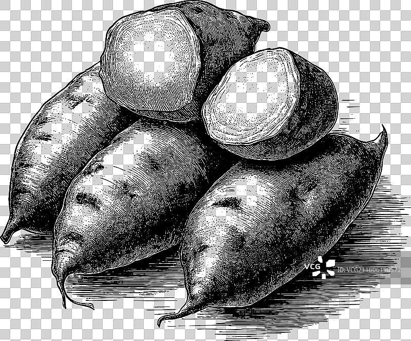 红薯的复古雕刻图图片素材