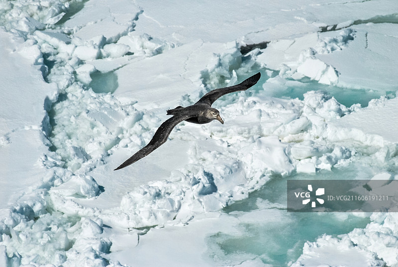 南极南大洋，在海冰上飞行的南方巨鹱图片素材