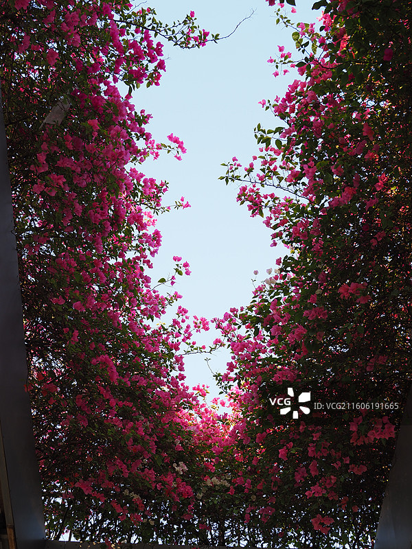 厦门盛开的三角梅图片素材