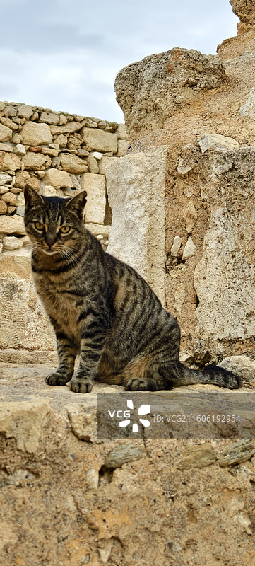 希腊克里特岛～雷西姆农城堡猫图片素材