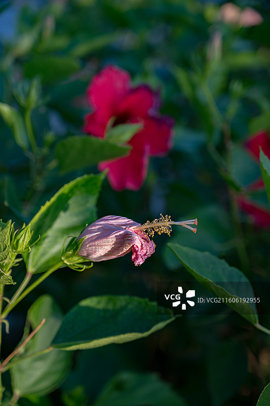海天驿站 帆船 日落图片素材