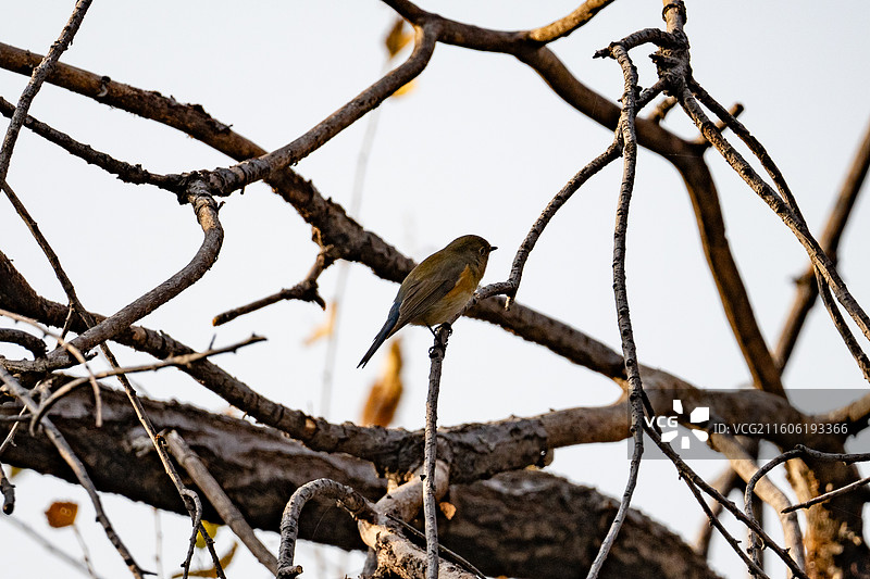 一只树枝上的红胁蓝尾鸲图片素材