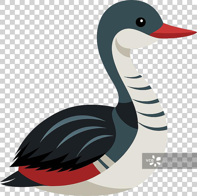 长耳䴙䴙 鸭子 敲击 可爱图片素材