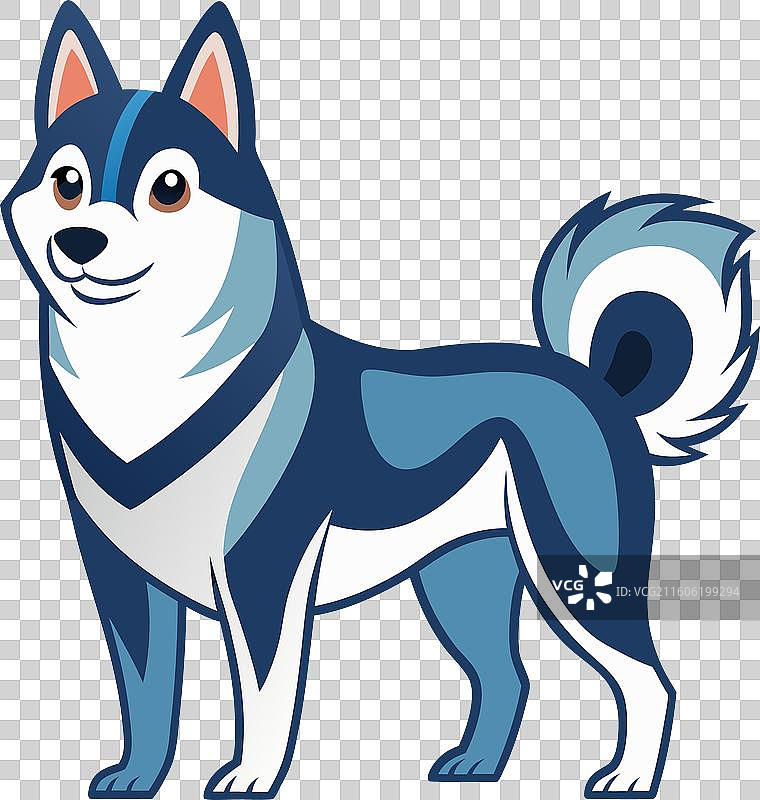 笑得像卡哇伊的东方西伯利亚莱卡犬图片素材