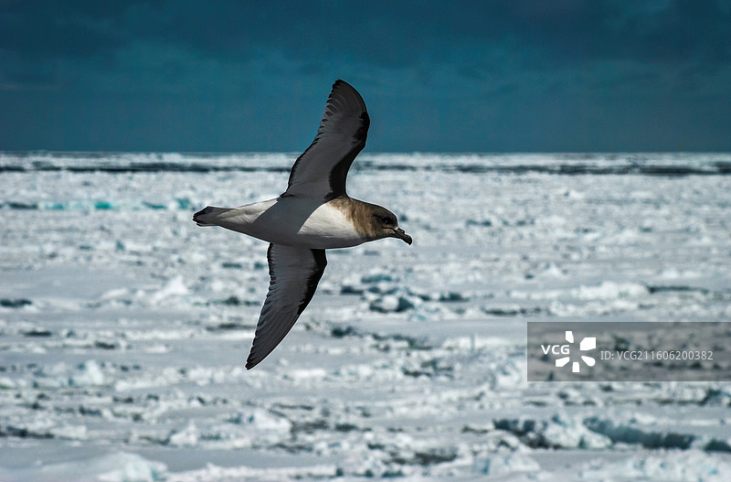 南极南大洋，海冰上飞行的南极鹱图片素材