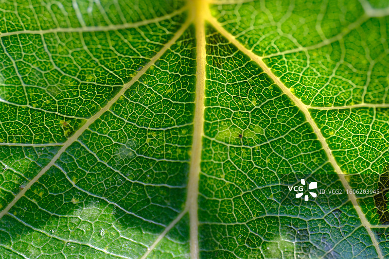 秋冬天落叶杨树叶子微距特写。叶脉叶细胞。背景图壁纸设计素材元素图片素材