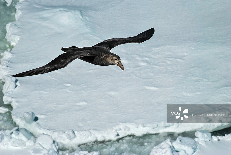 南极南大洋，在海冰上飞行的南方巨鹱图片素材