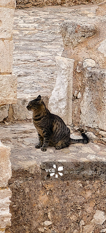 希腊克里特岛～雷西姆农城堡猫图片素材
