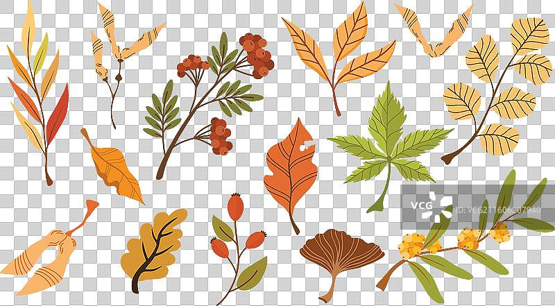 2212 秋季落叶图片素材