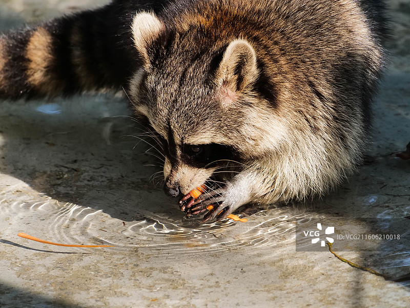 正在洗胡萝卜吃的浣熊图片素材