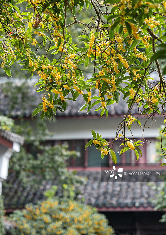 杭州虎跑公园桂花图片素材