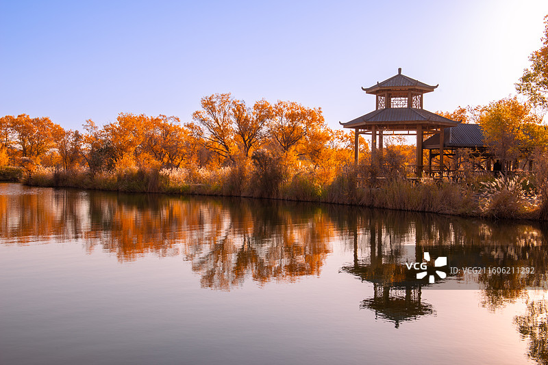 泽普金湖杨国家森林公园图片素材