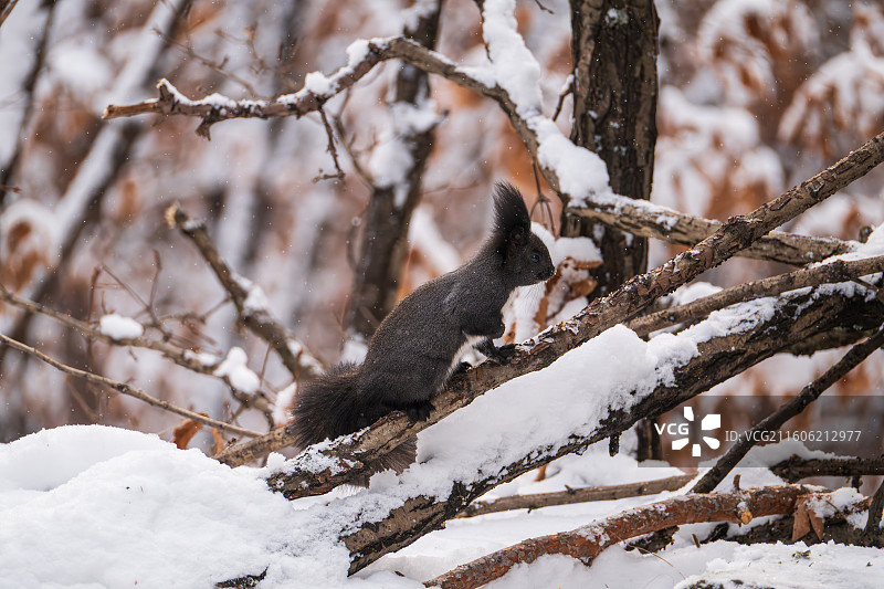 冬季大兴安岭北山森林公园，可爱毛茸茸的黑魔王松鼠在积雪覆盖的树枝上攀爬，动作敏捷非常可爱图片素材