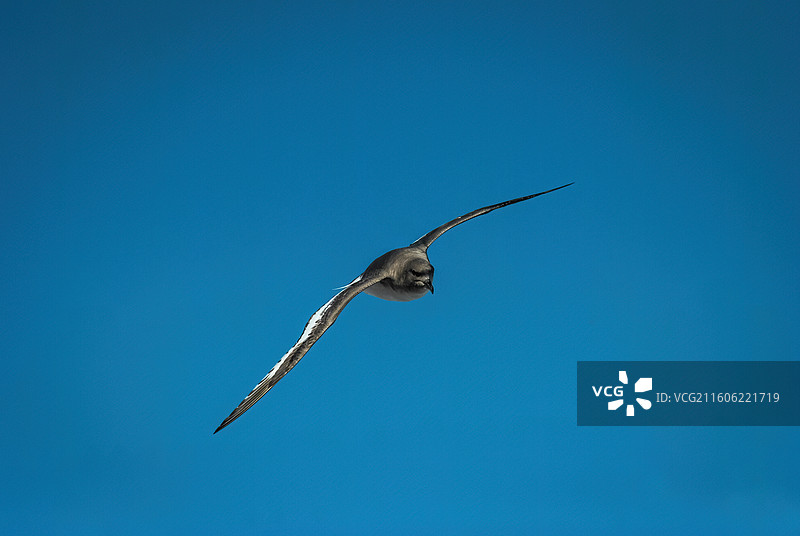 南极南大洋，飞行中的南极鹱图片素材