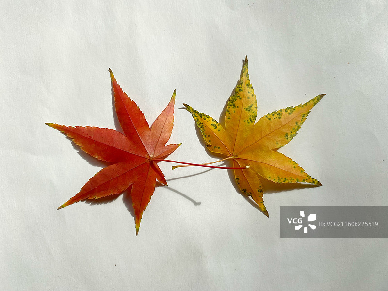 静物枫叶图片素材