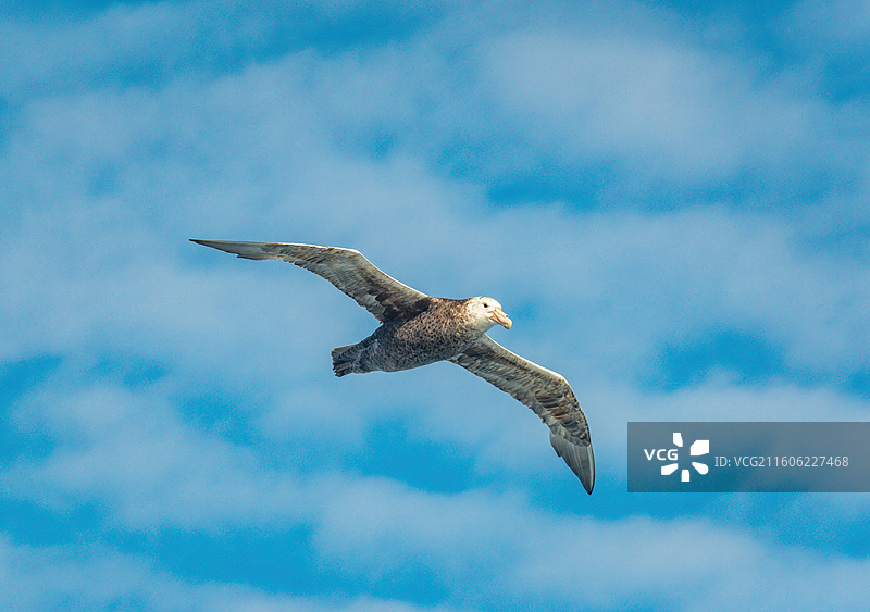 南极南大洋，随船飞行的南方巨鹱图片素材