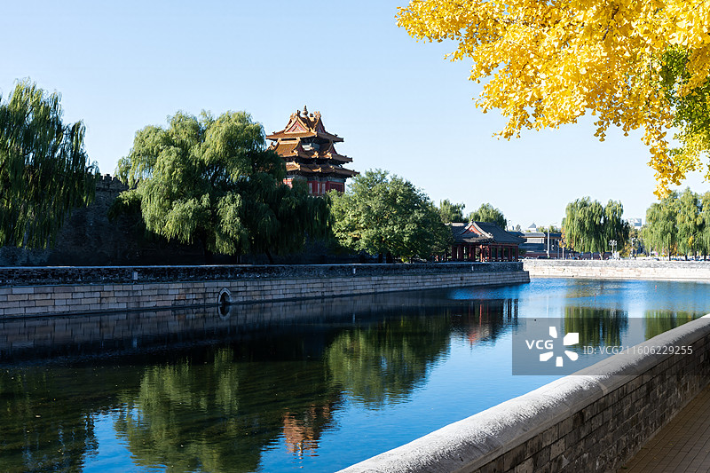 秋日上午故宫角楼和金黄色的银杏叶图片素材
