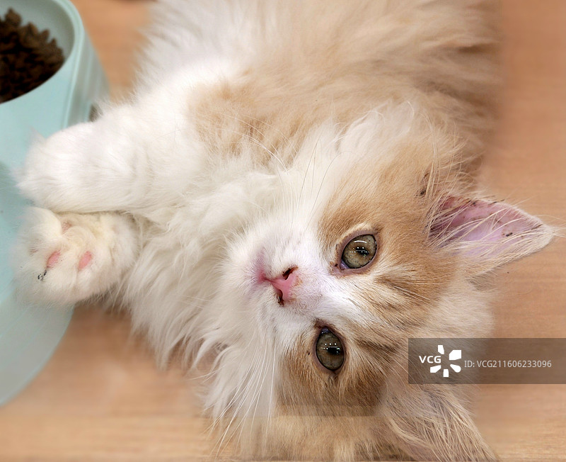 侧卧着睁大双眼的小猫咪图片素材