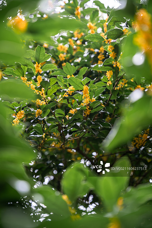 杭州虎跑公园桂花图片素材