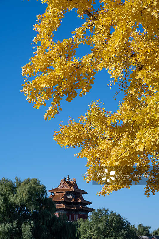 秋日上午故宫角楼和金黄色的银杏叶图片素材