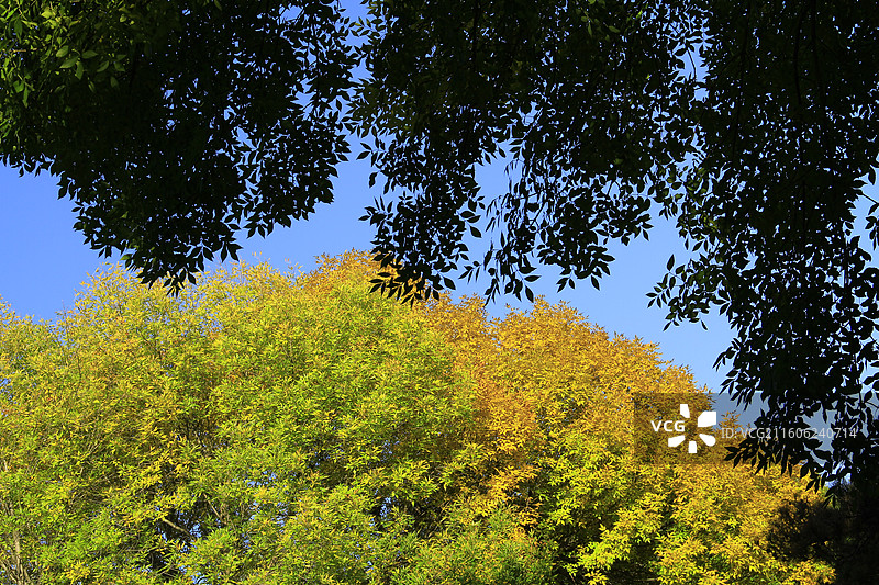 天津北宁公园赏秋图片素材