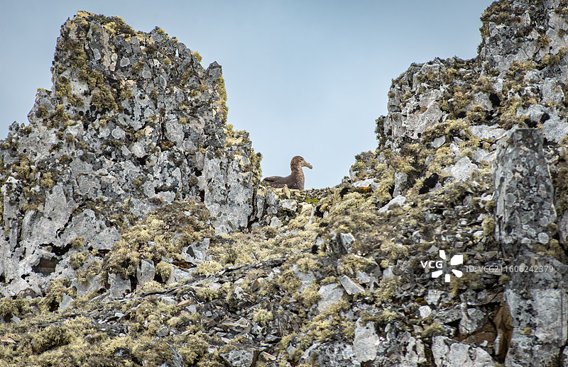 南极乔治王岛，正在孵蛋的南方巨鹱图片素材