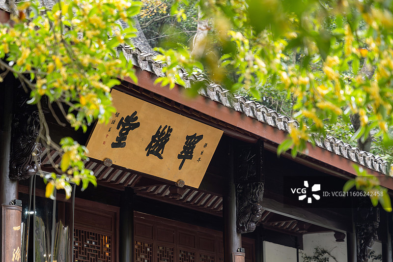 杭州虎跑公园桂花图片素材