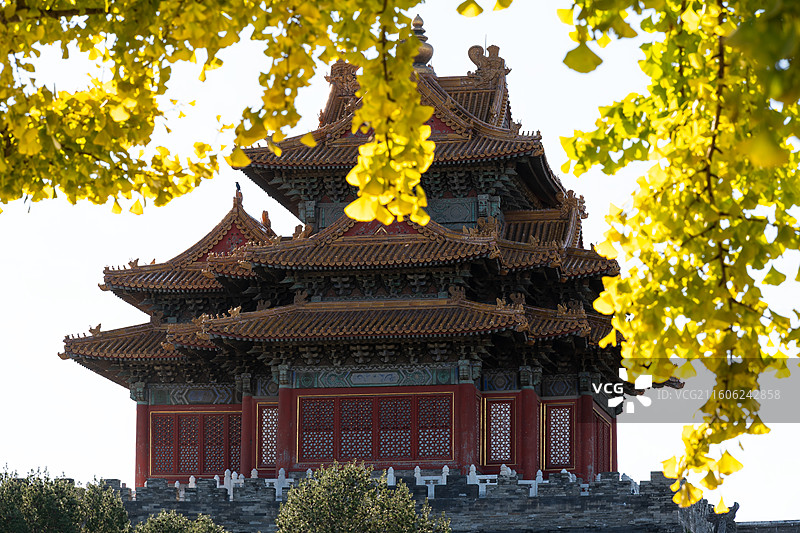 秋日上午故宫角楼和金黄色的银杏叶图片素材