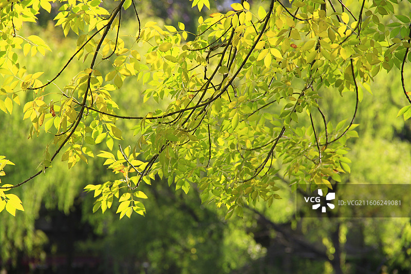 天津北宁公园赏秋图片素材