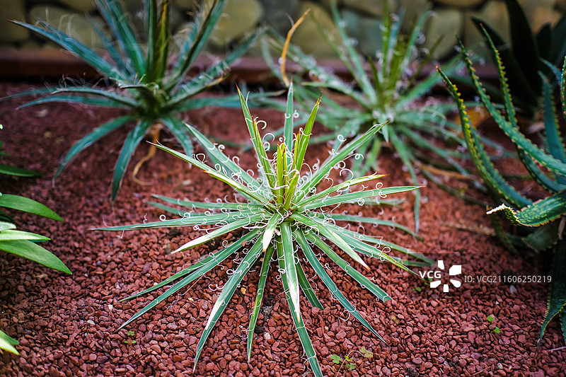 神奇植物之丝叶龙舌兰图片素材