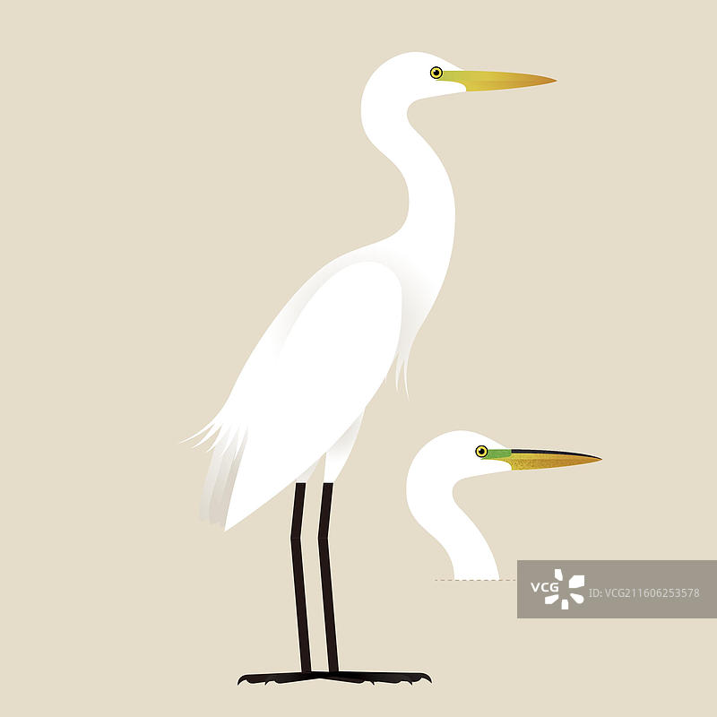 中白鹭图片素材