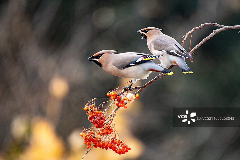美丽太平鸟图片素材