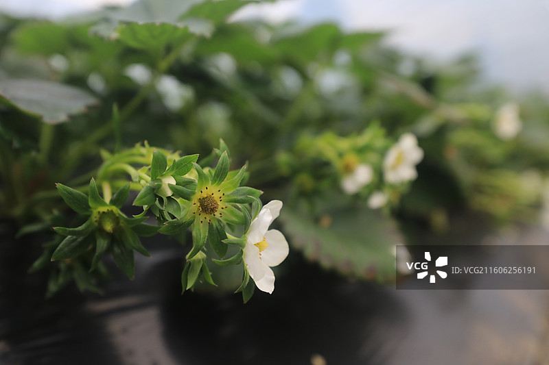 大棚草莓图片素材