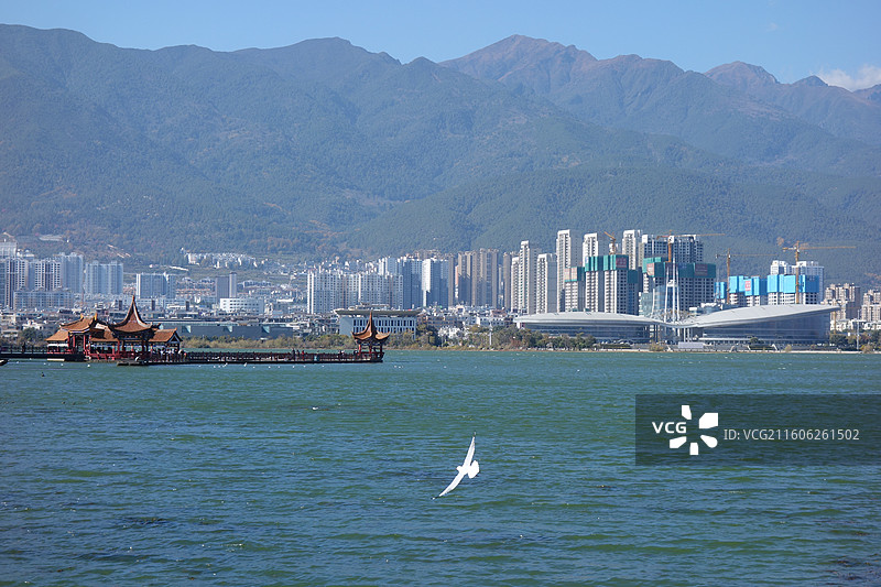 云南省大理州大理市大理洱海公园海心亭海鸥红嘴鸥：点苍山下关镇天际线图片素材