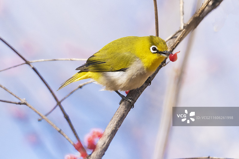 一只绣眼吞食忍冬果图片素材
