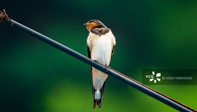 鸟麻雀图片素材