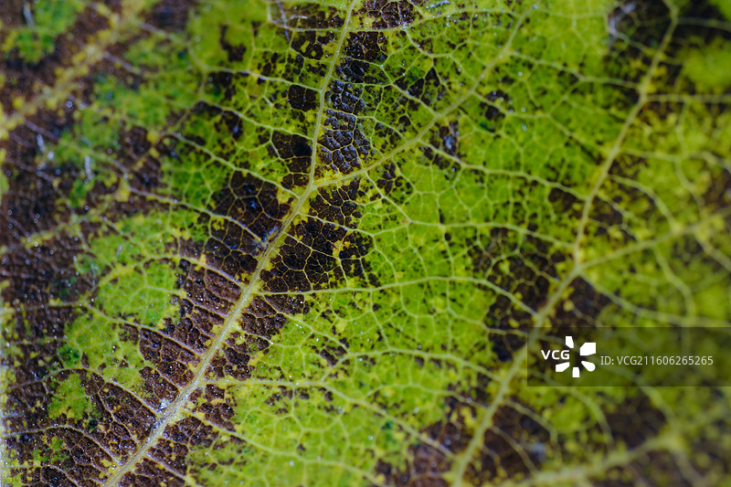 秋冬天落叶杨树叶子微距特写。叶脉叶细胞。背景图壁纸设计素材元素图片素材