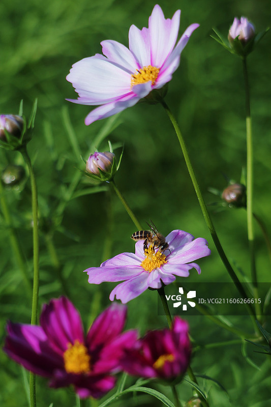 蜜蜂花戏图片素材